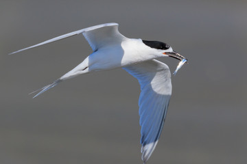 White Fronted Tern in Australasia