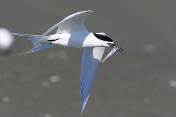 White Fronted Tern in Australasia