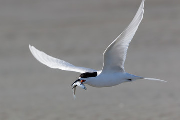 White Fronted Tern in Australasia
