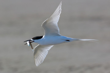 White Fronted Tern in Australasia