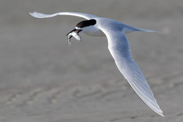 White Fronted Tern in Australasia