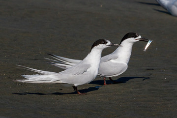 White Fronted Tern in Australasia