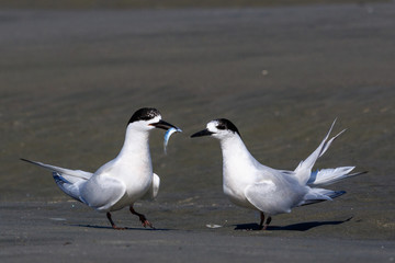 White Fronted Tern in Australasia