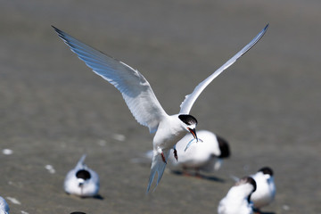 White Fronted Tern in Australasia