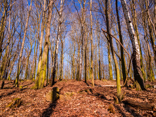Beech forest with a few birch trees illuminated by the sun