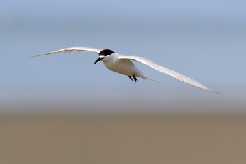 White Fronted Tern in Australasia