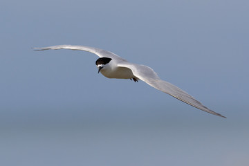 White Fronted Tern in Australasia
