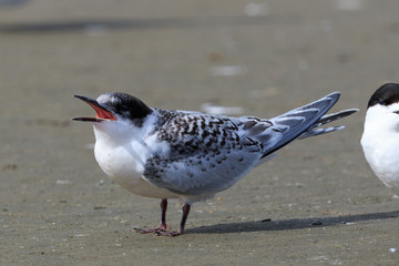 White Fronted Tern in Australasia