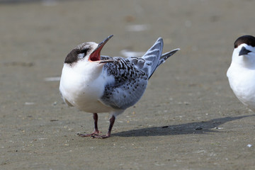 White Fronted Tern in Australasia