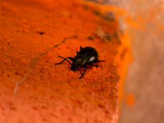 Carabus coriaceus - big black predatory beetle
