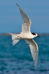 White Fronted Tern in Australasia