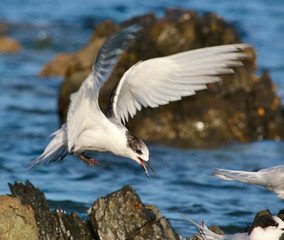 White Fronted Tern in Australasia