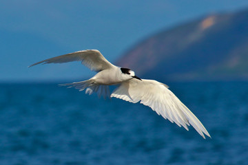 White Fronted Tern in Australasia