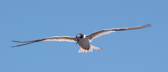 White Fronted Tern in Australasia