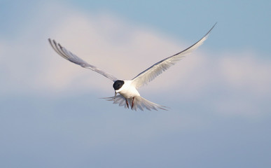 White Fronted Tern in Australasia