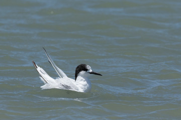 White Fronted Tern in Australasia