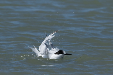 White Fronted Tern in Australasia
