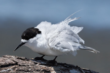 White Fronted Tern in Australasia