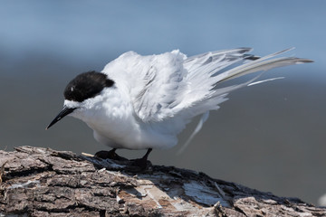 White Fronted Tern in Australasia
