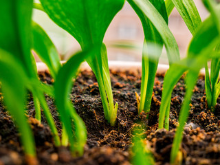Ramsons (Allium ursinum). Known as Bear's Garlic, Wild Garlic, Broad-leaved Garlic, Wood Garlic - Detailed view of plant base