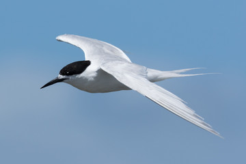 White Fronted Tern in Australasia