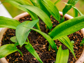 Obraz premium Ramsons (Allium ursinum). Known as Bear's Garlic, Wild Garlic, Broad-leaved Garlic, Wood Garlic - grown at home in a small pot