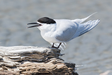 White Fronted Tern in Australasia