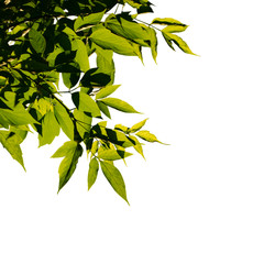 Leaves ash tree on background sky. The leaves illuminated by sun