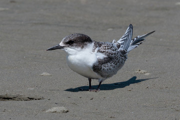 White Fronted Tern in Australasia