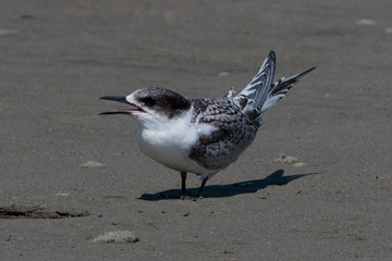 White Fronted Tern in Australasia