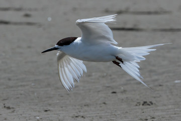 White Fronted Tern in Australasia