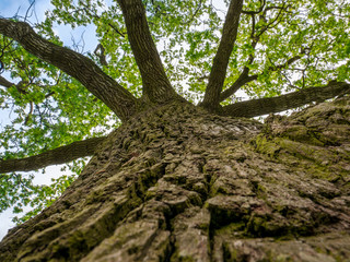 Old massive Oak tree(Quercus robur) in spring - Low angle view