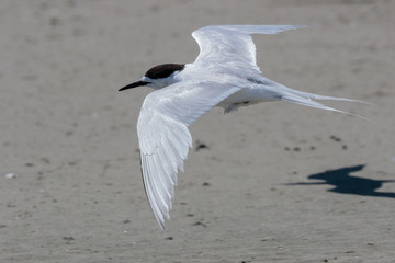 White Fronted Tern in Australasia