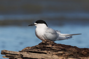 White Fronted Tern in Australasia