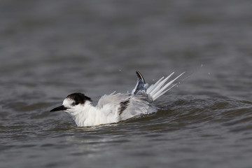 White Fronted Tern in Australasia