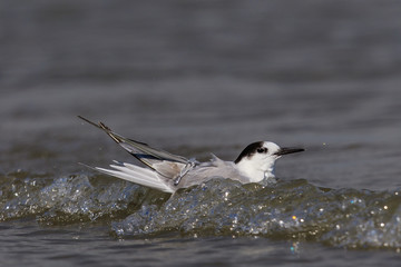 White Fronted Tern in Australasia