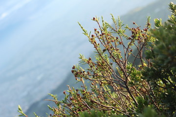 Naturaleza