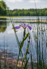 Iris Next to Pond