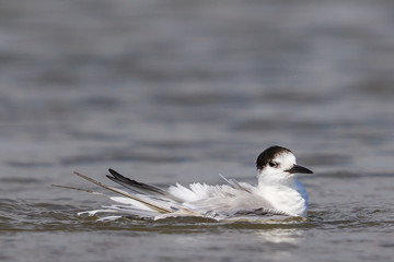 White Fronted Tern in Australasia