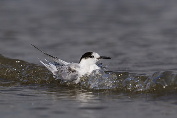 White Fronted Tern in Australasia