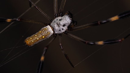 Golden Web Spider