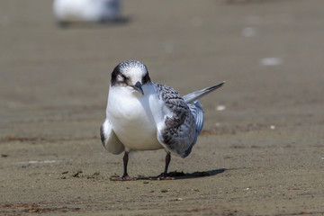 White Fronted Tern in Australasia