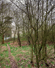 The dark forest path, leading to the lookout tower