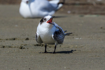White Fronted Tern in Australasia