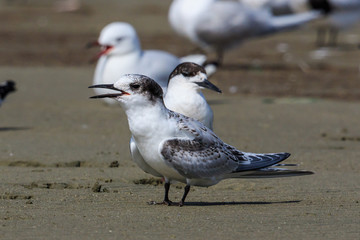 White Fronted Tern in Australasia