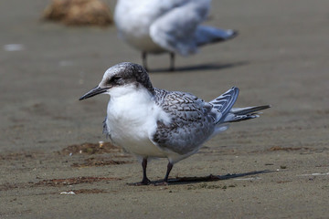 White Fronted Tern in Australasia