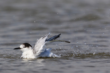 White Fronted Tern in Australasia