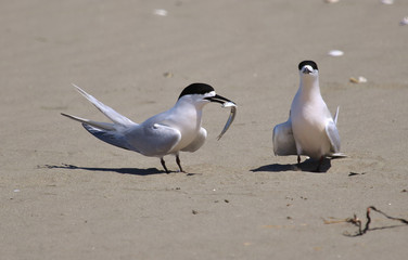 White Fronted Tern in Australasia