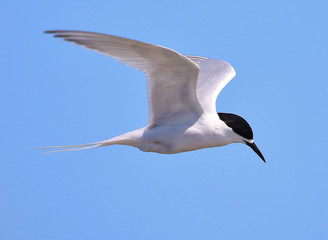 White Fronted Tern in Australasia