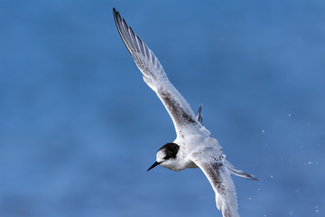 White Fronted Tern in Australasia
